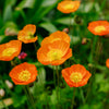 Iceland Poppy Mix Seeds – Papaver Nudicaule Mixed Colors Flower – photo 8