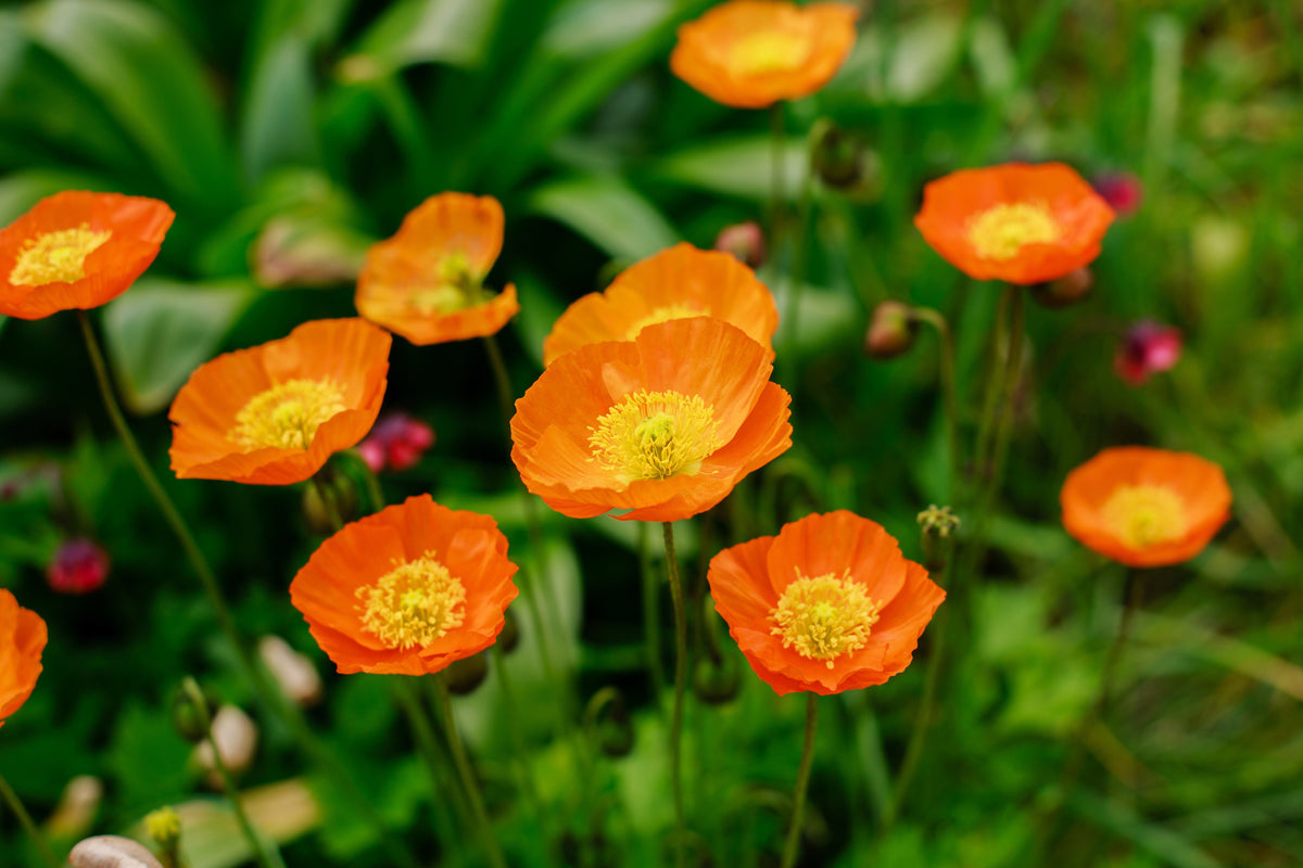 Iceland Poppy Mix Seeds – Papaver Nudicaule Mixed Colors Flower – photo 8