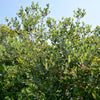 10 PINEAPPLE GUAVA Fruit Acca Guavasteen Brazilian or Fig Guava Feijoa Sellowiana Pink Red Flower Tree Shrub Seeds