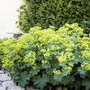 100 LADYS MANTLE Alchemilla Mollis Flower Seeds
