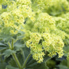100 LADYS MANTLE Alchemilla Mollis Flower Seeds