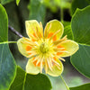 15 TULIP POPLAR TREE Yellow Flower Liriodendron Tulipifera Whitewood Seeds