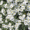 1500 SNOW IN SUMMER (Chickweed) Cerastium Biebersteinii Flower Seeds