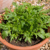 1000 GREEN MIZUNA MUSTARD Japanese Greens Brassica Juncea Herb Vegetable Seeds