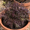 200 RED Streaked MIZUNA MUSTARD Japanese Greens Brassica Juncea Vegetable Seeds