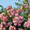 5 PINK CLIMBING ROSE Rosa Bush Vine Climber Fragrant Butterfly Flower Seeds