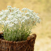 50 EDELWEISS Leontopodium Alpinum White Flower Seeds