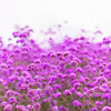 250 COMMON VERVAIN Verbena Officinalis European Herb Pink Purple Flower Seeds