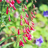 150 Eatons RED FIRECRACKER PENSTEMON Eatonii Native Hummingbird Flower Seeds