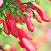 150 Eatons RED FIRECRACKER PENSTEMON Eatonii Native Hummingbird Flower Seeds