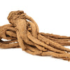 50 FEMALE GINSENG Dong Quai Chinese Angelica Sinensis Herb White Flower Seeds