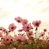 20 APRICOTTA COSMOS Bipinnatus Apricot & Rose Pink Bicolor Flower Seeds