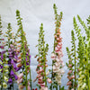 Seeds Mixed Foxglove Seeds – Digitalis Purpurea Flower – photo 4