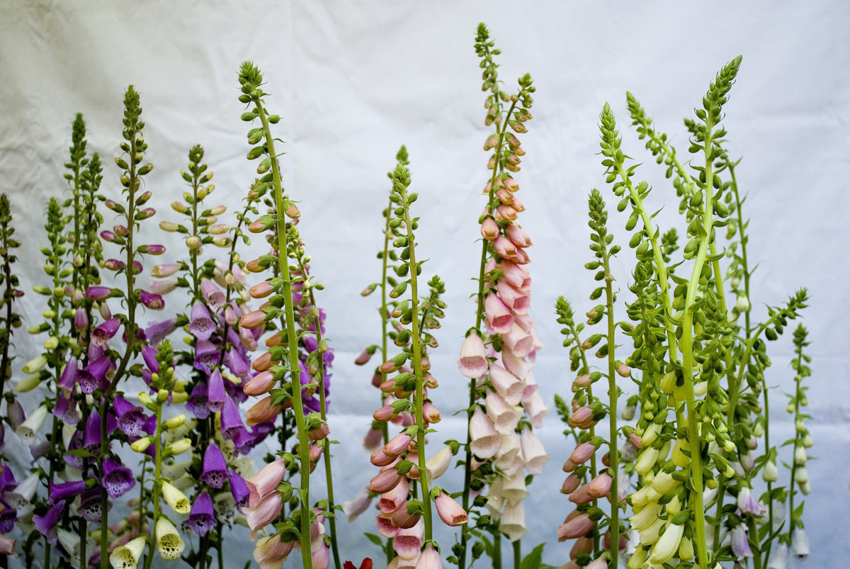 Seeds Mixed Foxglove Seeds – Digitalis Purpurea Flower – photo 4