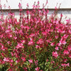 100 Pink GAURA WHIRLING BUTTERFLIES Gaura Biennis Flower Seeds