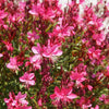 100 Pink GAURA WHIRLING BUTTERFLIES Gaura Biennis Flower Seeds