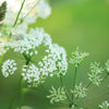 150 GARDEN CHERVIL (Gourmet Parsley) Anthriscus Cerefolium Herb Flower Seeds