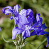 10 BLUE SIBERIAN LILY Mountain Ixia Altai Ixiolirion Tataricum Flower Seeds