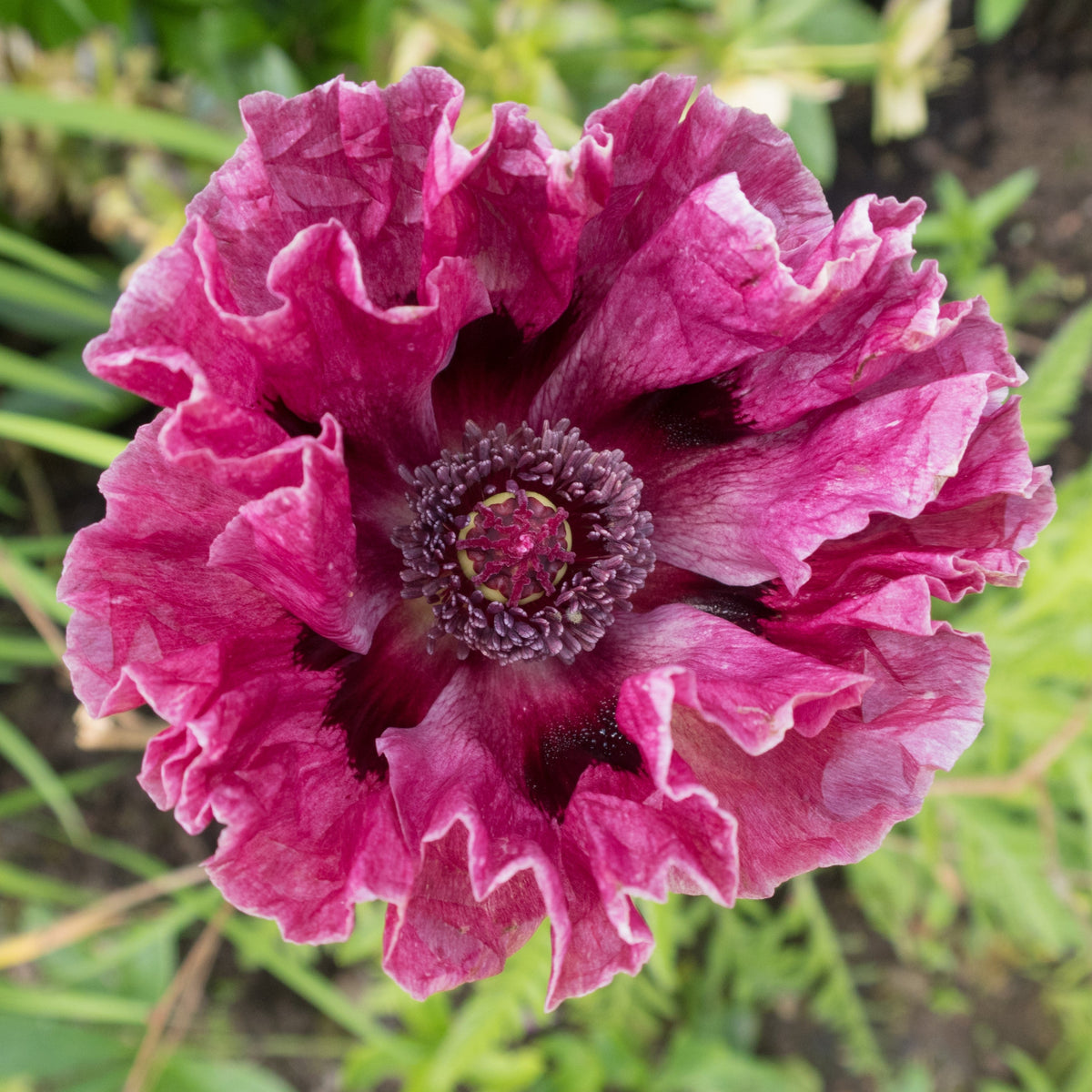 Mixed Colors Oriental Poppy Papaver Orientale Flower Seeds – photo 12