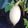 25 Jumbo PINK BANANA SQUASH Perilla Frutescens Heirloom Winter Vegetable Seeds