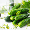 150 BOSTON PICKLING CUCUMBER Heirloom Cucumis Sativus Fruit Vegetable Seeds