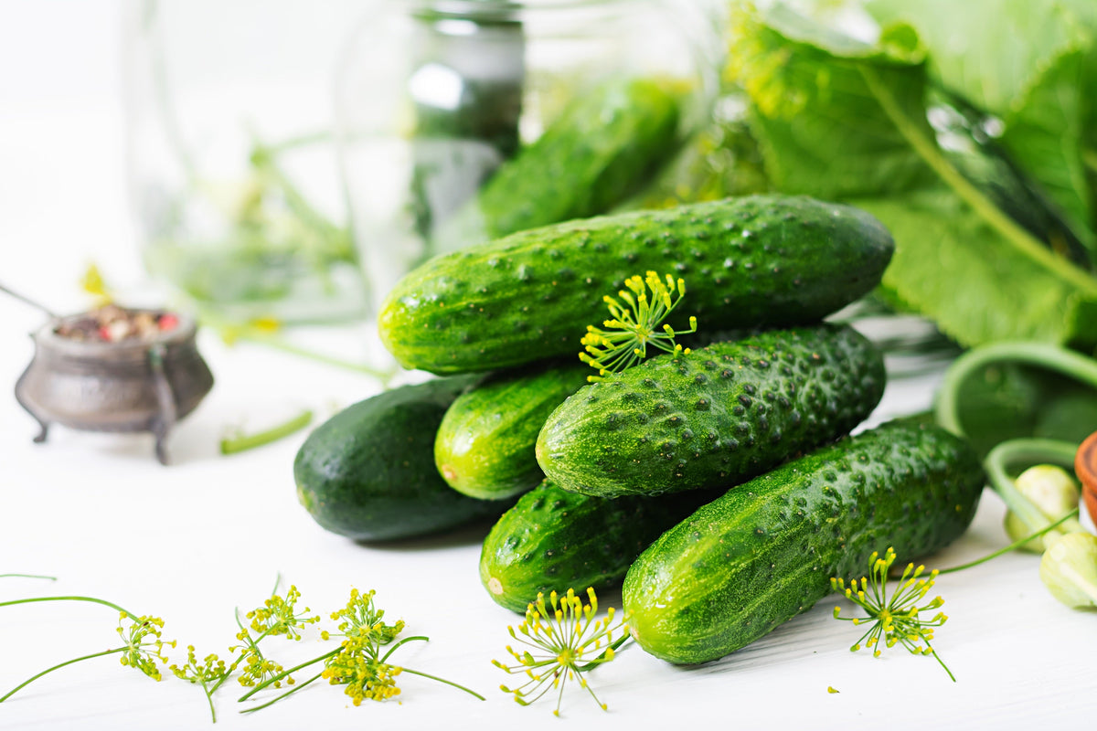 Boston Pickling Cucumber Seeds – Heirloom Cucumis Sativus Fruit Vegetable – photo 5