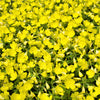 150 DWARF EVENING PRIMROSE ( Missouri Primrose / Ozark Sundrops ) Oenothera Macrocarpa syn. Missouriensis Native Yellow Flower Seeds