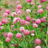 Red Clover Seeds – Monarchs Trifolium Pratense Rose Mauve Flower Ground Cover – photo 2