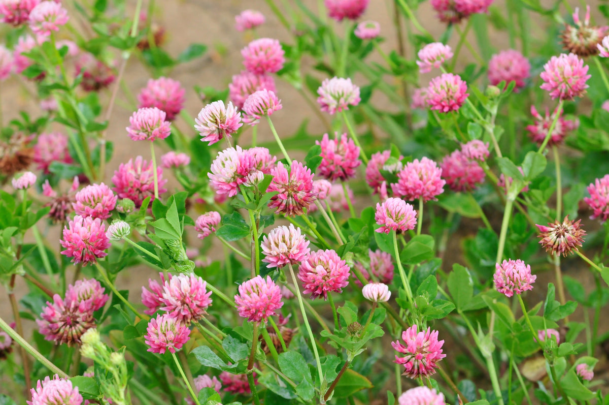 Red Clover Seeds – Monarchs Trifolium Pratense Rose Mauve Flower Ground Cover – photo 2