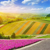 100 PURPLE Gleam CALIFORNIA POPPY Eschscholzia Californica Flower Seeds