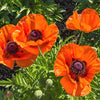 100 PRINCE of ORANGE POPPY Oriental Poppy Papaver Orientale Perennial Flower Seeds