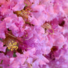35 Light PINK CREPE MYRTLE Crape Tree Shrub Lagerstroemia Indica Flower Seeds