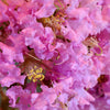 1000 Bulk CREPE MYRTLE Mixed Colors Lagerstroemia Indica Mix Tree Shrub Flower Seeds - Red, Purple, Light Pink, Dark Pink, White, & Lilac