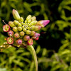 20 INDIAN TRUMPET Flower TREE (Midnight Horror / Broken Bones Plant / Tree of Damocles) Oroxylum Indicum Seeds