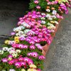 Mixed Colors Ice Plant ( Mesembryanthemum Daisy / Livingstone Daisy ) Dorotheanthus Bellidiformis Flower Seeds – photo 5