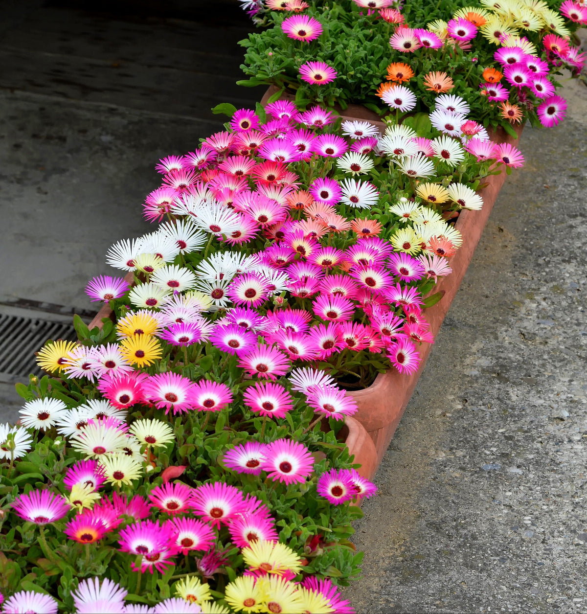 Mixed Colors Ice Plant ( Mesembryanthemum Daisy / Livingstone Daisy ) Dorotheanthus Bellidiformis Flower Seeds – photo 5