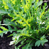 2000 ARUGULA Eruca Vesicaria Sativa Greens Vegetable Seeds