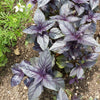 500 RED RUBIN BASIL Ocimum Basilicum Purpurascens Spicy Herb White & Lavender Flowers Seeds