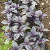 500 RED RUBIN BASIL Ocimum Basilicum Purpurascens Spicy Herb White & Lavender Flowers Seeds