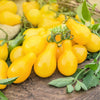 300 YELLOW PEAR TOMATO Lycopersicon Lycopersicum Fruit Vegetable Seeds