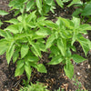 1000 CHIA SAGE / SALVIA Salvia Hispanica Flower Seeds