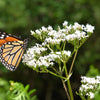 White Worled (Horesetail) Milkweed Asclepias Verticillata Flower Seeds – photo 3