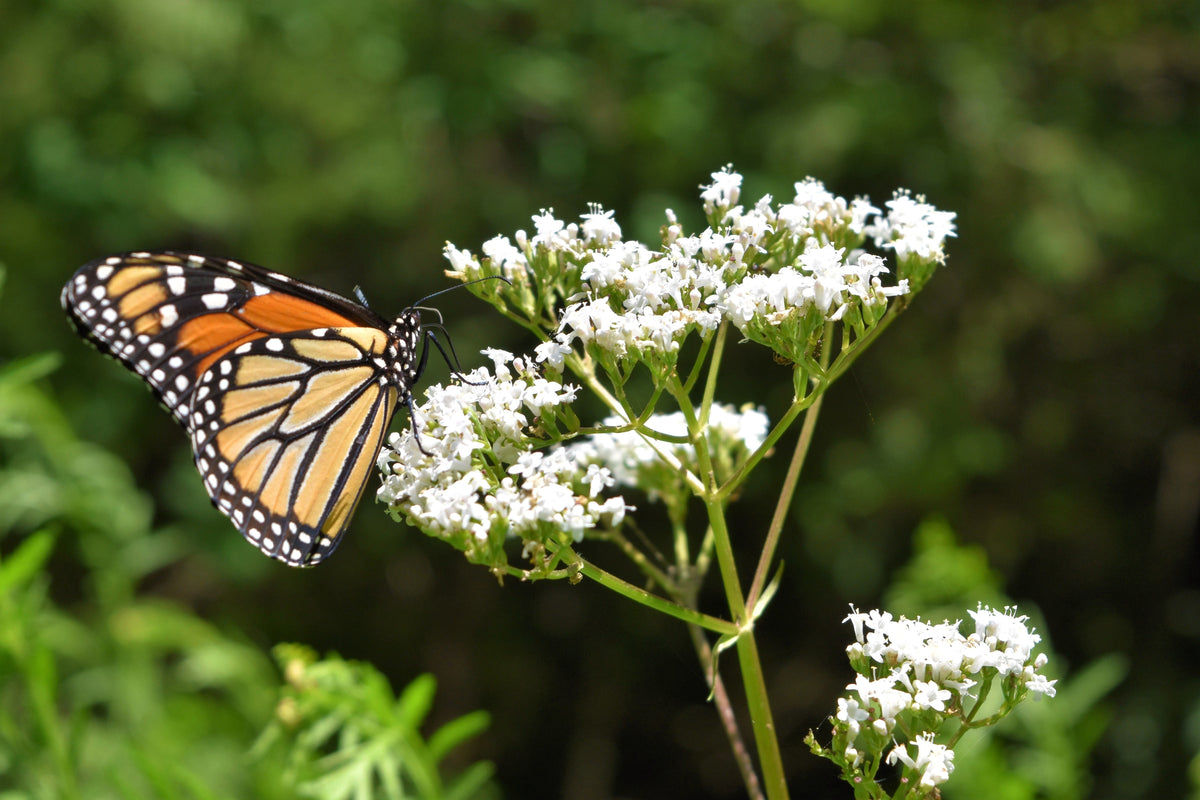 White Worled (Horesetail) Milkweed Asclepias Verticillata Flower Seeds – photo 3