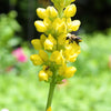 25 YELLOW WILD INDIGO Baptisia Tinctoria False Indigo Flower Seeds