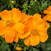 150 ORANGE SULPHUR COSMOS Klondike Sulphureus Seeds