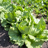 3000 ICEBERG HEAD LETTUCE Lactuca Sativa Vegetable Seeds