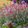 200 Organic ROSE CAMPION Magenta Silver Catchfly Lychnis Silene Coronaria Flower Seeds