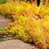 50 BLUE SPRUCE SEDUM Reflexum Succulent Jenny's Stonecrop Goldmoss Yellow Flower Seeds