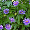 Purple Passion Flower Passion Fruit Granadilla Passiflora Incarnata Vine Seeds – photo 4