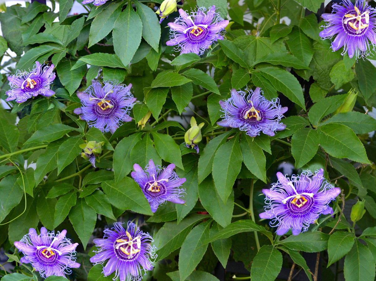 Purple Passion Flower Passion Fruit Granadilla Passiflora Incarnata Vine Seeds – photo 4